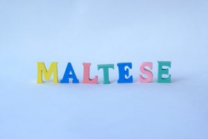 Maltese Translation Services