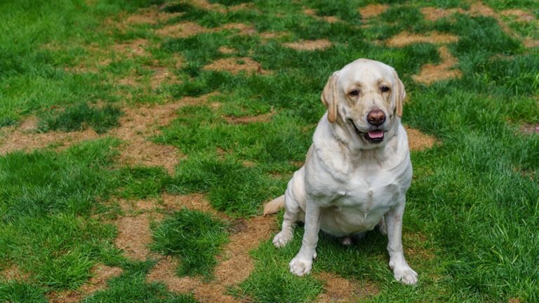 Various Ways to Stop Dog Urine From Killing Grass Solution