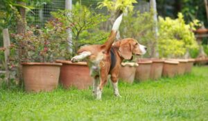 Killing Grass Solution